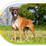 GPS tracking devices for dogs